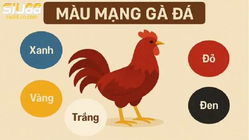 Lưu ý khi chọn màu gà